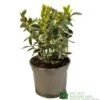 Euonymus Japonicus 'Bravo' 3Ltr Pot 1 Euonymus Japonicus 'Bravo' 3Ltr Pot -Longacres Shop 5050704640649