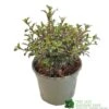 Coprosma 'Fireburst' 3Ltr Pot -Longacres Shop 5050704641356 3416d161 1c98 4e67 abed 106d55d30689