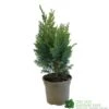 Chamaecyparis Lawsonia 'Columnaris Glauca' Conifer 3Ltr Pot -Longacres Shop 5055028608573