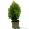 Platycladus Orientalis 'Aurea Nana' Conifer 3Ltr Pot -Longacres Shop 5055028611450 39840ba5 80e2 4a2b bcc9 794210773027