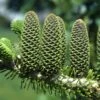 Abies Koreana Korean Fir Tree 7.5Ltr Pot