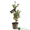 Ilex Aquifolium 'Ferox Argentea' Silver Hedgehog Holly 3Ltr Pot -Longacres Shop 5055028616660