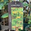 Lonicera 'Mandarin' Honeysuckle Climber 3Ltr Pot -Longacres Shop 5055028618046