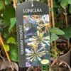 Lonicera 'Graham Thomas' Honeysuckle 3Ltr Pot
