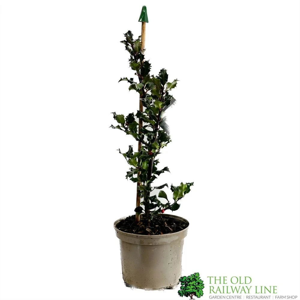 Ilex X Meserveae 'Blue Angel' Holly 3Ltr Pot 3 Ilex X Meserveae 'Blue Angel' Holly 3Ltr Pot