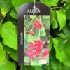 Akebia 'Tifoliata' Chocolate Vine 3Ltr Pot -Longacres Shop 5055028643710