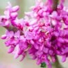 Cercis Chinensis 'Avondale' Chinese Red Bud 10Ltr Pot