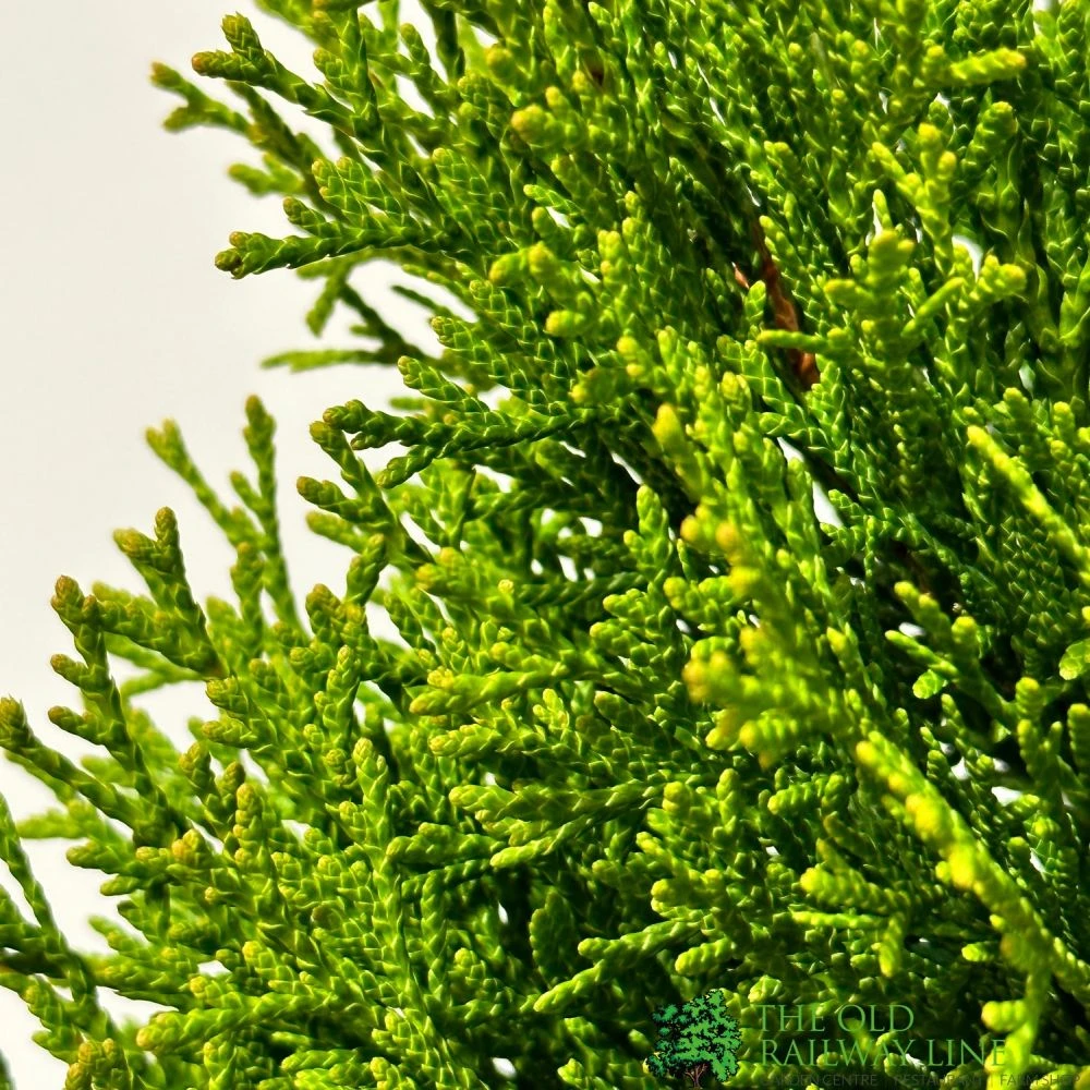 Thuja Occidentalis 'Smaragd' White Cedar Conifer 3Ltr Pot 4 Thuja Occidentalis 'Smaragd' White Cedar Conifer 3Ltr Pot - Image 2