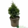 Thuja Occidentalis 'Smaragd' White Cedar Conifer 3Ltr Pot 2 Thuja Occidentalis 'Smaragd' White Cedar Conifer 3Ltr Pot -Longacres Shop 5055028659421 b637aabe aaf6 4e58 93af 92308458436e
