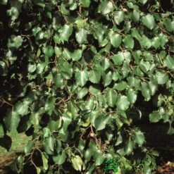 Tilia Cordata Small Leaf Lime 10Ltr Pot