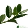 Ilex X Koehneana 'Chestnut Leaf' Holly 2m Tall -Longacres Shop 5055028663077