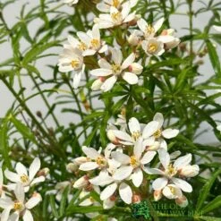 Choisya ? Dewitteana 'White Dazzler' Mexican Orange Plant 3Ltr Pot -Longacres Shop 5055028666795 2