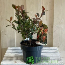 Photinia X Fraseri 'Little Red Robin' 3Ltr Pot (NL) 7 Photinia X Fraseri 'Little Red Robin' 3Ltr Pot (NL) -Longacres Shop 5055286310355 2