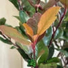 Photinia X Fraseri 'Little Red Robin' 3Ltr Pot (NL) -Longacres Shop 5055286310355 3