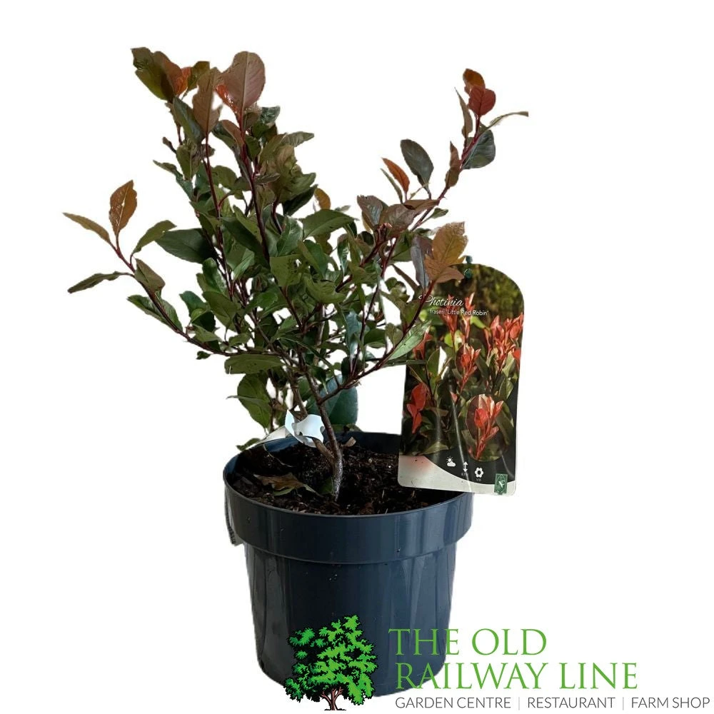 Photinia X Fraseri 'Little Red Robin' 3Ltr Pot (NL) 4 Photinia X Fraseri 'Little Red Robin' 3Ltr Pot (NL) - Image 2