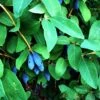 Honeyberry 'Blue Banana' Fruit Bush 3 Ltr Pot 1 Honeyberry 'Blue Banana' Fruit Bush 3 Ltr Pot -Longacres Shop 5060016047111