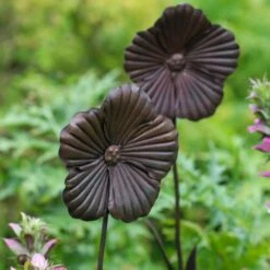 Wilstone 127cm Iron Poppy Flower Garden -Longacres Shop 5060345971767 4