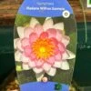 Water Lily Nymphaea Madame Wilfron Gonnere Pond Plant 3Ltr Pot