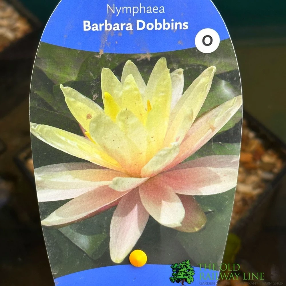 Water Lily Nymphaea Barbara Dobbins Pond Plant 3Ltr 3 Water Lily Nymphaea Barbara Dobbins Pond Plant 3Ltr