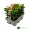 Buxus Sempervirens 6 Pack Of Plants 2 Buxus Sempervirens 6 Pack Of Plants -Longacres Shop 8712044907956