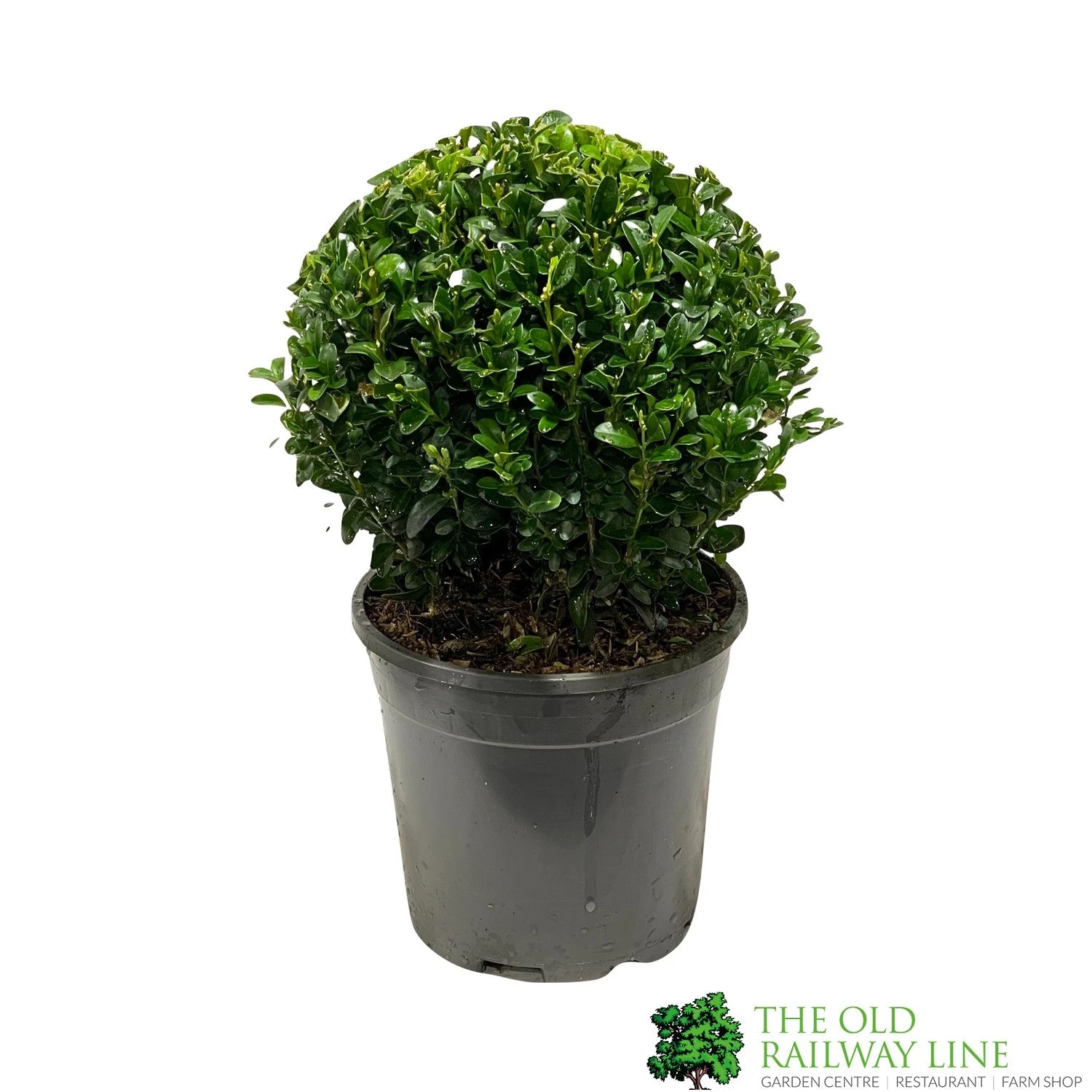 Buxus Sempervirens Ball Topiay Plant 17cm Pot 3 Buxus Sempervirens Ball Topiay Plant 17cm Pot