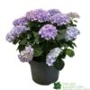 Hydrangea Macrophylla 'Mophead Blue' 5Ltr Pot -Longacres Shop 8717432165819