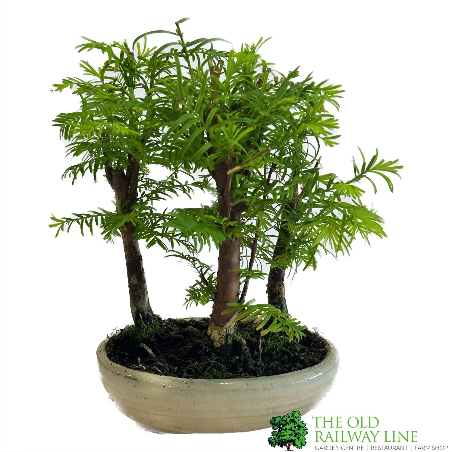 Bonsai 'Metasequoia' 15cm Round Pot 3 Bonsai 'Metasequoia' 15cm Round Pot