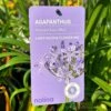 Agapanthus 'Summer Love Blue' 2Ltr Pot 2 Agapanthus 'Summer Love Blue' 2Ltr Pot -Longacres Shop 8718838011465