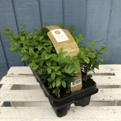 Buxus Six Pack Box Plants (NL)