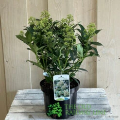 Skimmia Japonica 'Fragrant Cloud' 2Ltr Pot (NL) -Longacres Shop 8718985102719 2