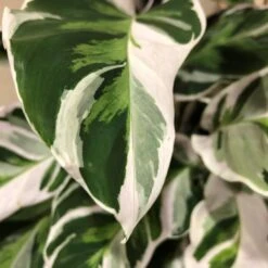 Calathea 'White Fusion' Rare Houseplant 14cm Pot -Longacres Shop 8718985394831 3