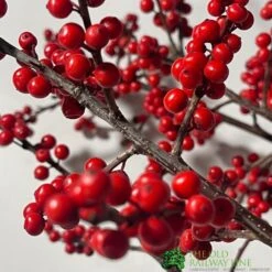 Ilex Verticillata 'Magical Berry' 17cm 5 Ilex Verticillata 'Magical Berry' 17cm -Longacres Shop 8718985438863 2