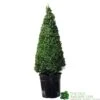 Buxus Cone Topiary Plant 7.5Ltr Pot (NL) -Longacres Shop 8718985492360