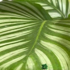 Calathea Houseplant (Mixed Varieties) 19cm Pot -Longacres Shop 8718985581125 3