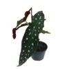 Begonia Maculata 'Polka Dot' Houseplant 11.5cm Pot