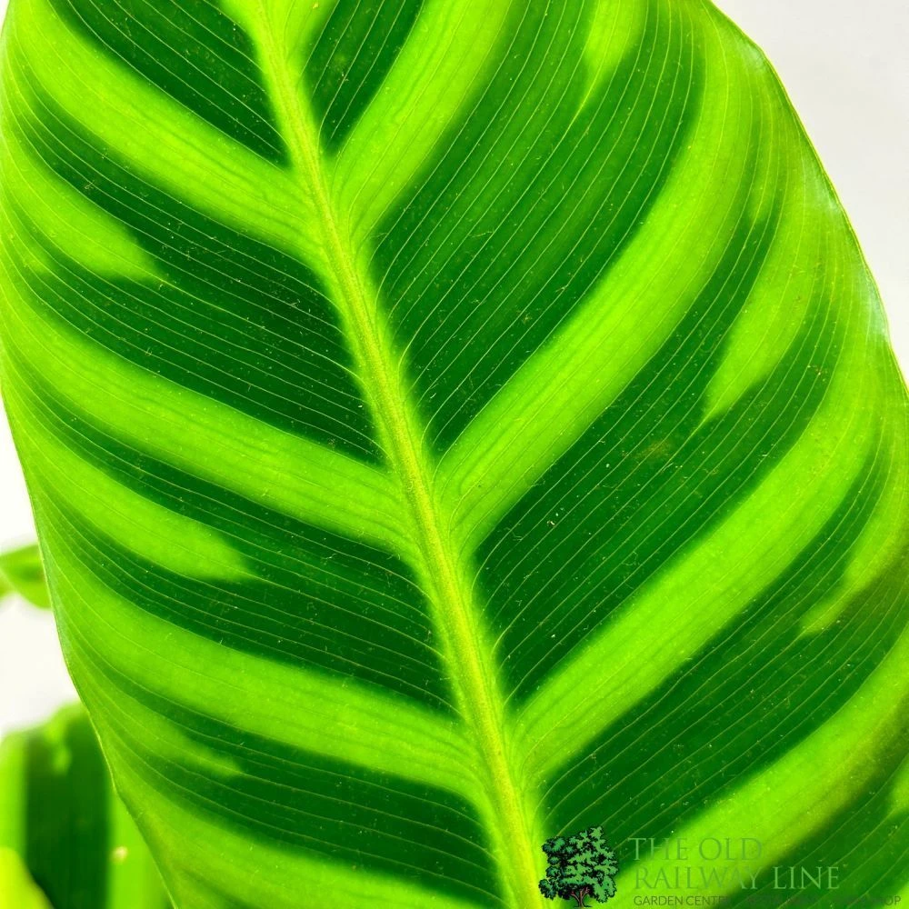 Calathea 'Zebrina' Zebra Plant 14cm Pot 4 Calathea 'Zebrina' Zebra Plant 14cm Pot - Image 2
