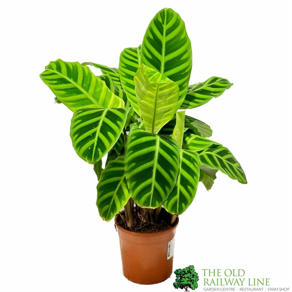 Calathea 'Zebrina' Zebra Plant 14cm Pot 3 Calathea 'Zebrina' Zebra Plant 14cm Pot