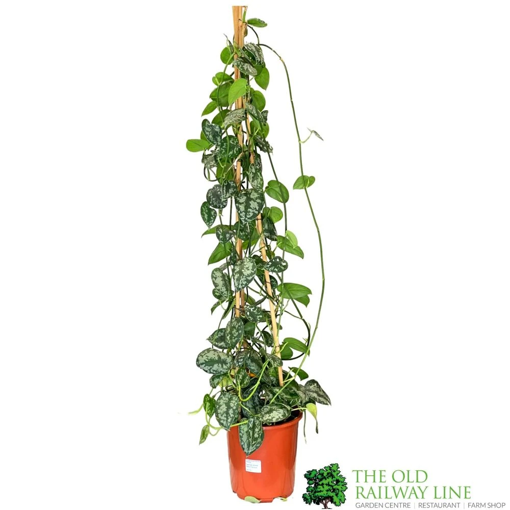 Epipremnum 'Trebie' Satin Pothos Houseplant 1.6m Tall (NL) 3 Epipremnum 'Trebie' Satin Pothos Houseplant 1.6m Tall (NL)