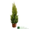 Cupressus Goldcrest 'Wilma' Pyramid 23cm Pot (NL) 1 Cupressus Goldcrest 'Wilma' Pyramid 23cm Pot (NL) -Longacres Shop 8718985830919 dddf7b2d 8ab5 4fb4 b8dc da67bfd9d59a