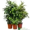 Ficus Benjamina Mixed Variety 19cm -Longacres Shop 8719127092356