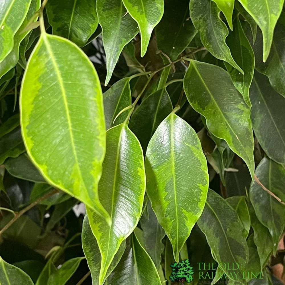Ficus Benjamina Mixed Variety 19cm 4 Ficus Benjamina Mixed Variety 19cm - Image 2