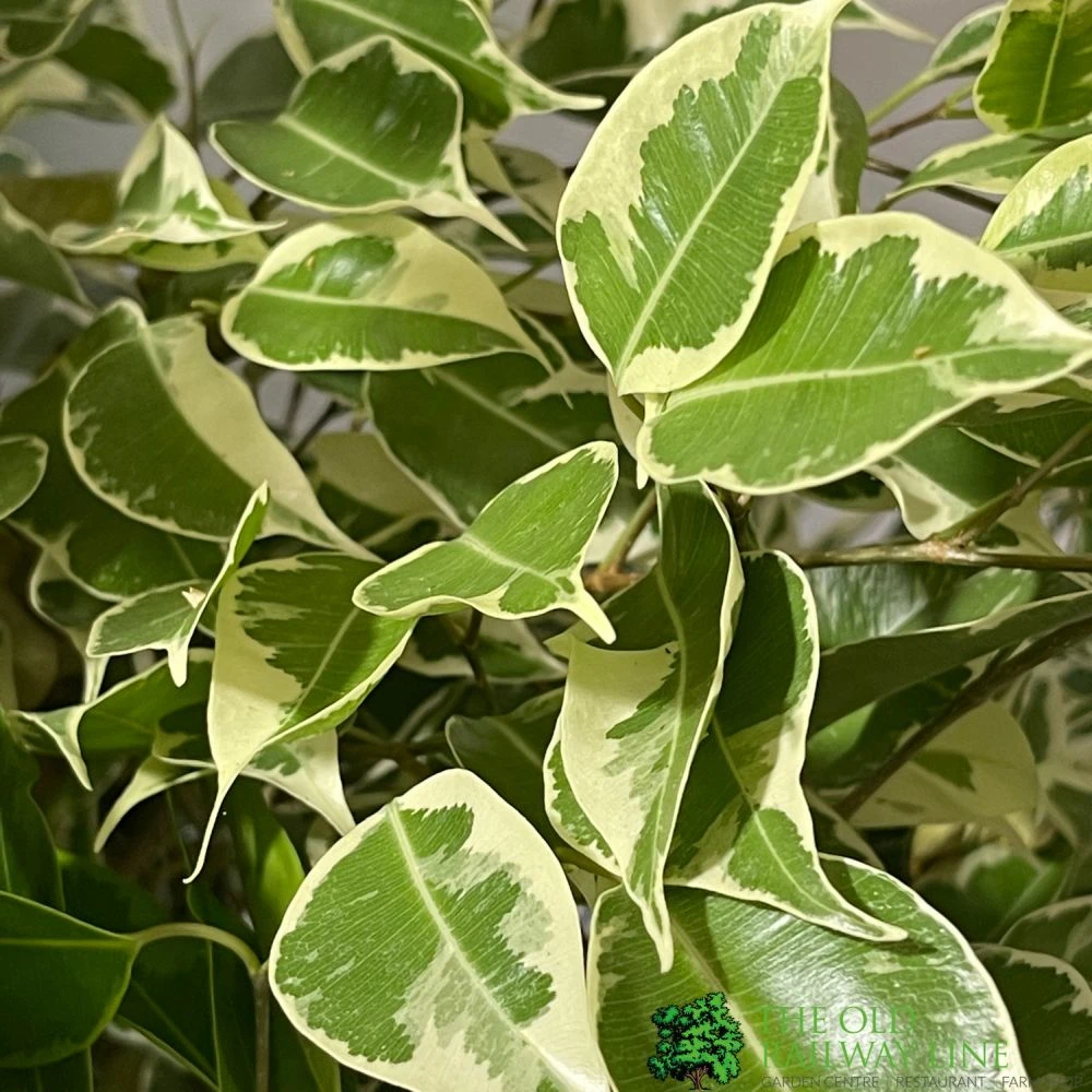 Ficus Benjamina Mixed Variety 19cm 5 Ficus Benjamina Mixed Variety 19cm - Image 3