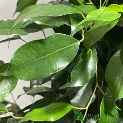 Ficus Benjamina Mixed Variety 19cm 9 Ficus Benjamina Mixed Variety 19cm -Longacres Shop 8719127092356 4