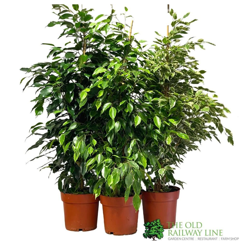 Ficus Benjamina Mixed Variety 19cm 3 Ficus Benjamina Mixed Variety 19cm
