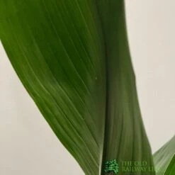 Aspidistra 'Cast Iron' Houseplant 17cm Pot -Longacres Shop 8719127861174 3