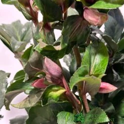 Hellebore 'Angel Glow' Helleborus Plant 3Ltr Pot -Longacres Shop 8719323105263 2