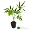 Fatsia Polycarpa 'Green Fingers' 2Ltr Pot 2 Fatsia Polycarpa 'Green Fingers' 2Ltr Pot -Longacres Shop 8719323730861