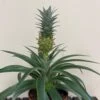 Pineapple 'Ananas Corona' 12cm Pot (NL) -Longacres Shop 8719522415262
