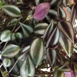 Tradescantia Hanging 17cm Pot Assorted Colours Available -Longacres Shop 8719562620954 3