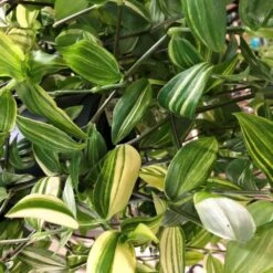 Tradescantia Hanging 17cm Pot Assorted Colours Available -Longacres Shop 8719562620954 4